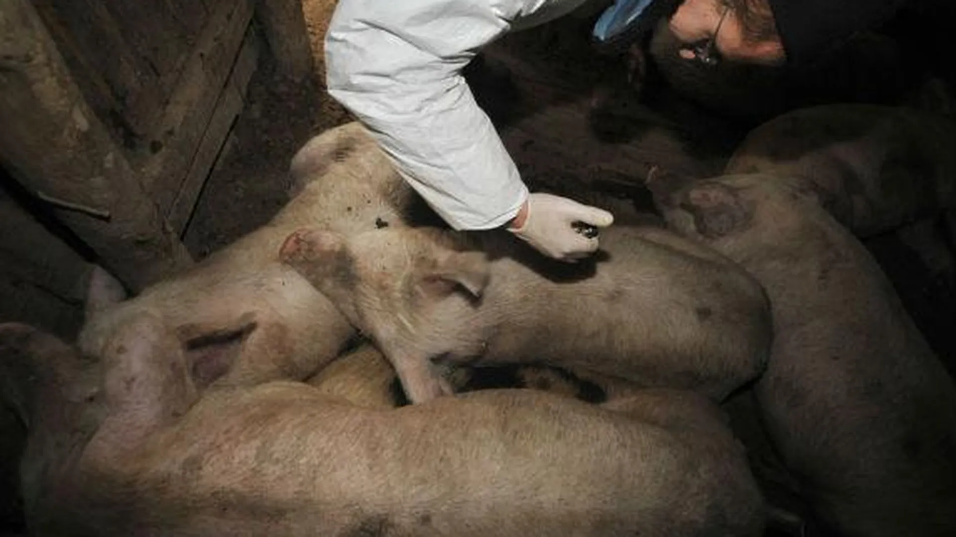Карантин по африканской чуме свиней объявлен в Луховицком районе