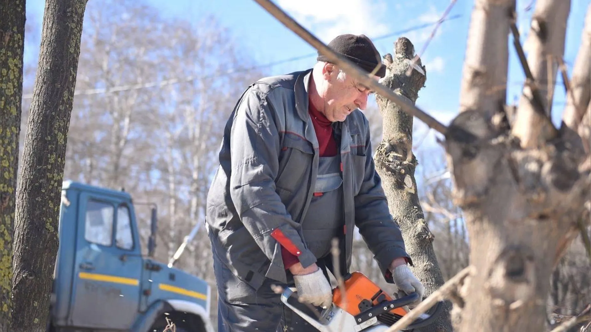 Более тысячи сухостойных и аварийных деревьев спилили в Подмосковье с начала апреля