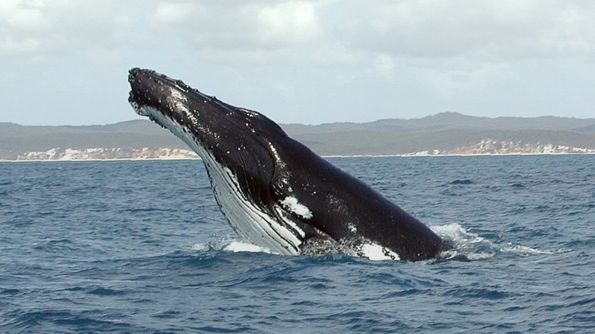 Дрейфующую в море раздутую тушу мертвого кита приняли за воздушный шар