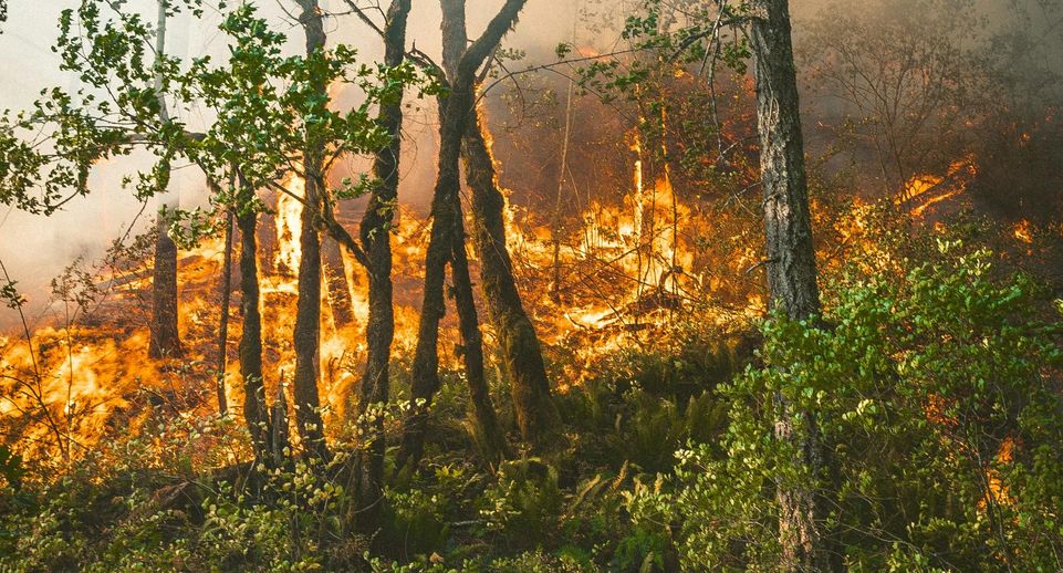 Жителям Химок напомнили правила пожарной безопасности в лесу