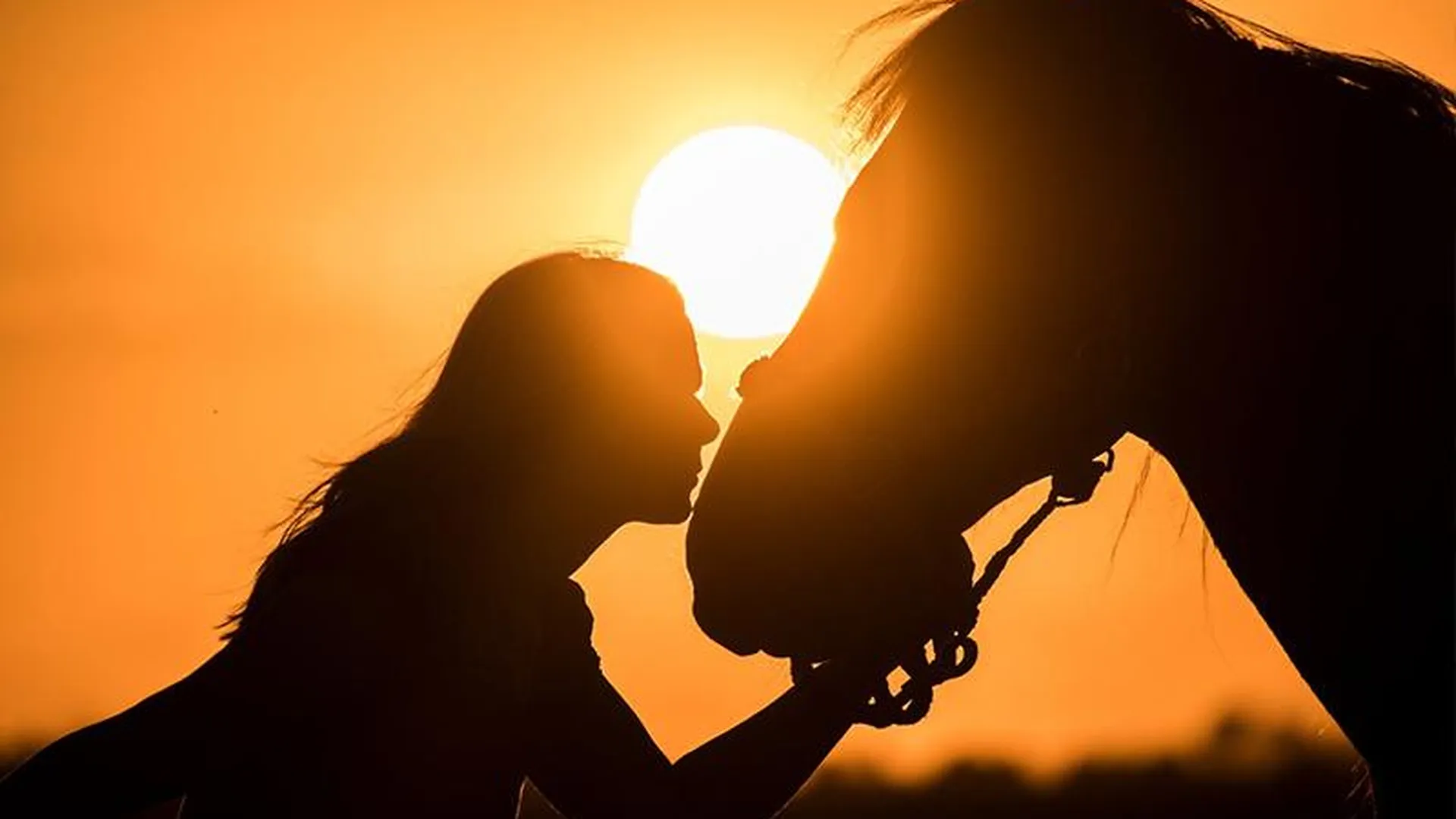 Девушка с лошадью видео. Любовь лошадей. Силуэт девушки на лошади. Лошадь и девушка любовь. Девушка с лошадью.