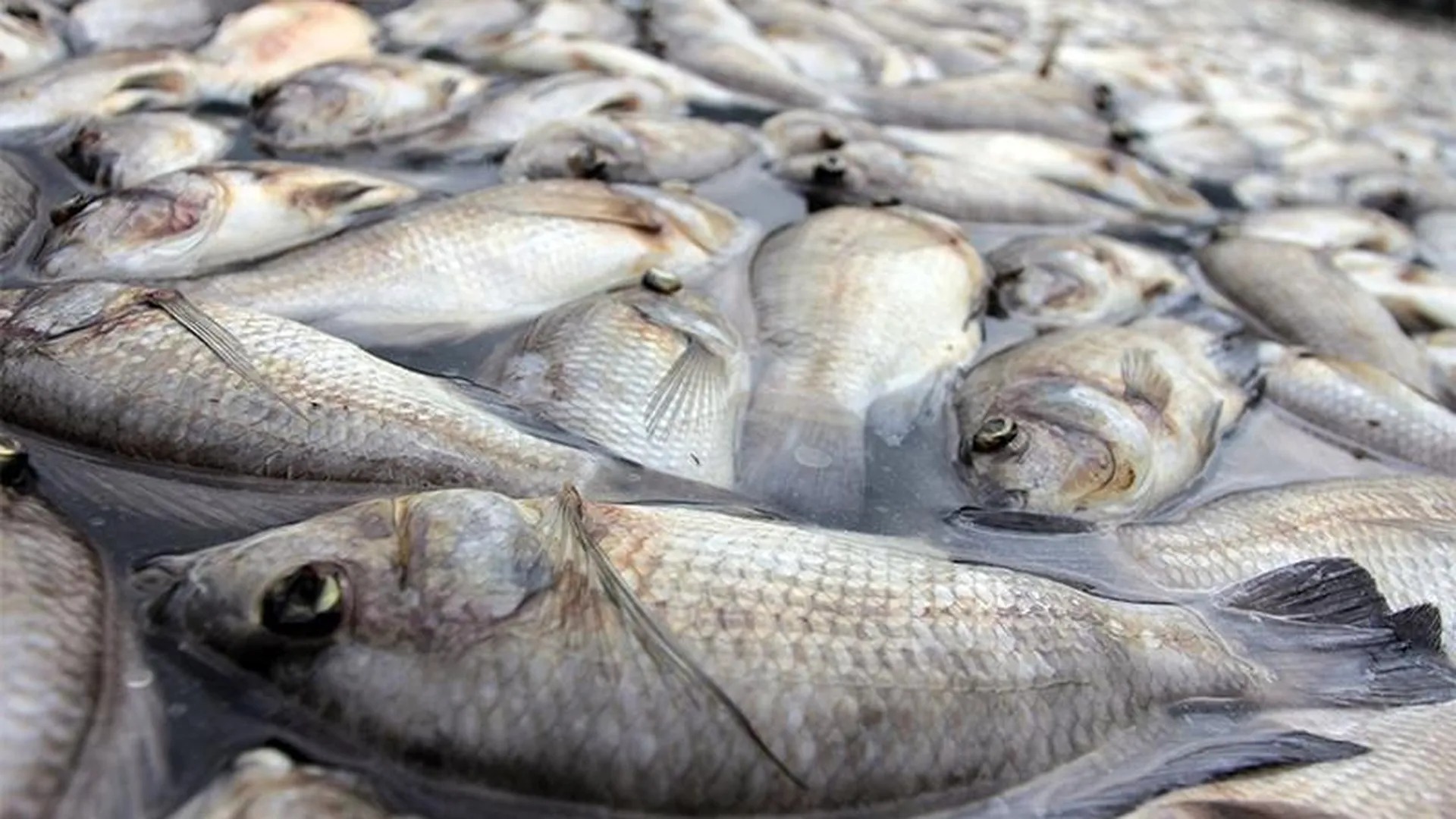 В Росрыболовстве назвали предварительную версию массовой гибели рыбы в Электростали 