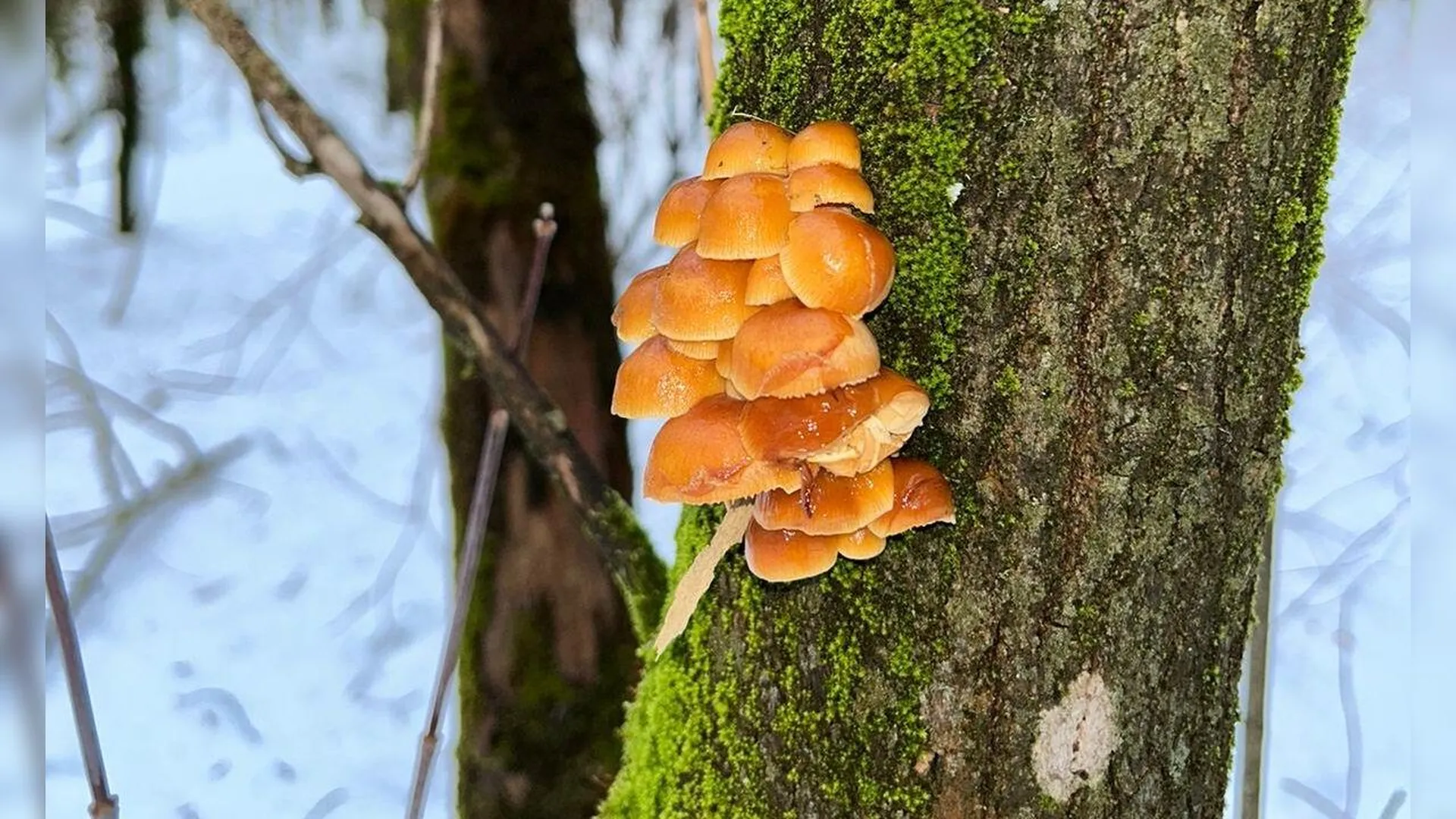 «На сковородку можно насобирать»: выяснилось, какие грибы растут в Подмосковье зимой