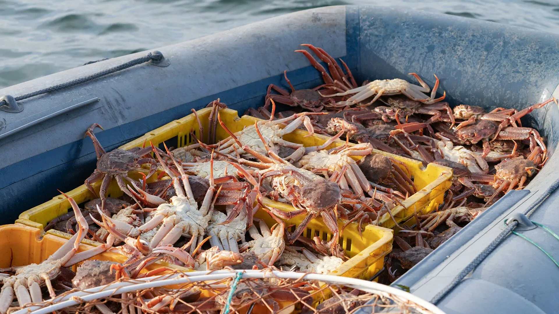 В РАН назвали возможную причину гибели морских животных у побережья Камчатки
