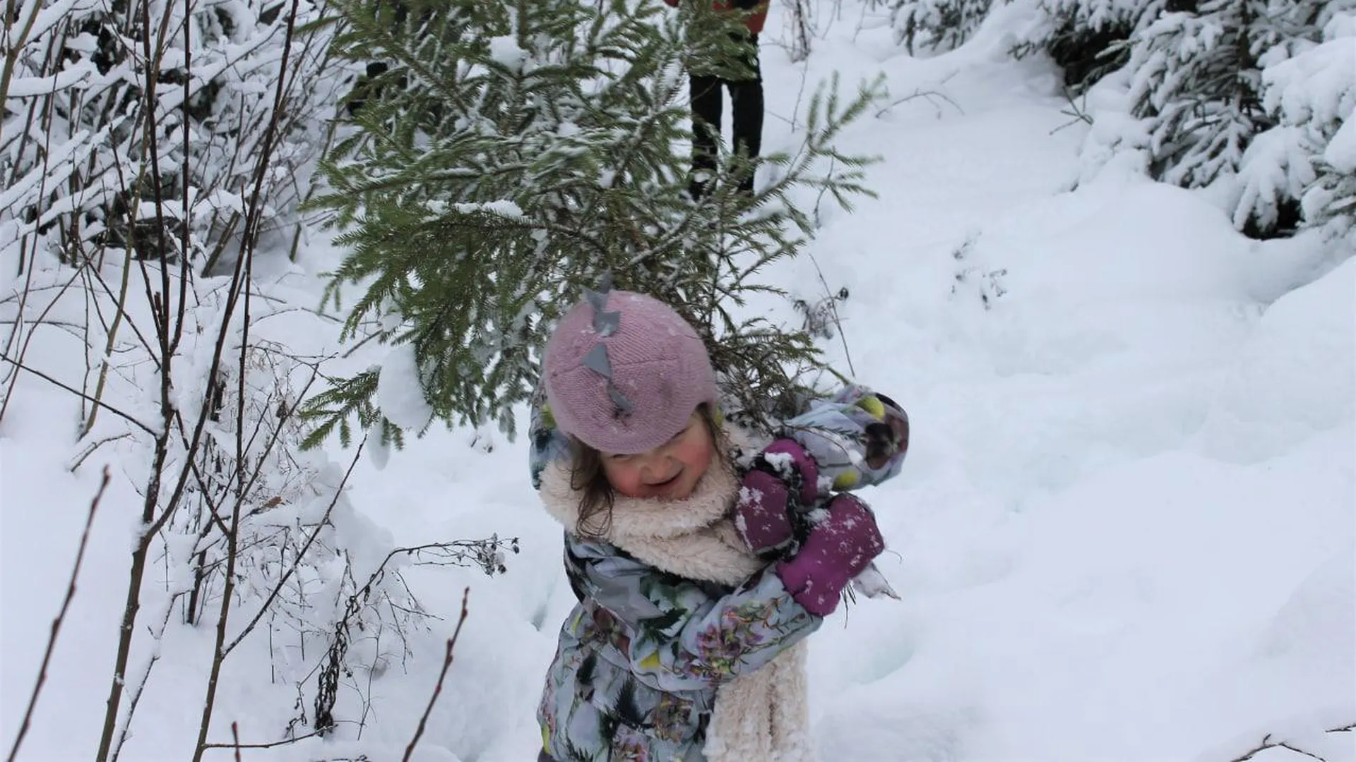 Свыше шестисот жителей срубили новогодние ели в лесных питомниках Подмосковья