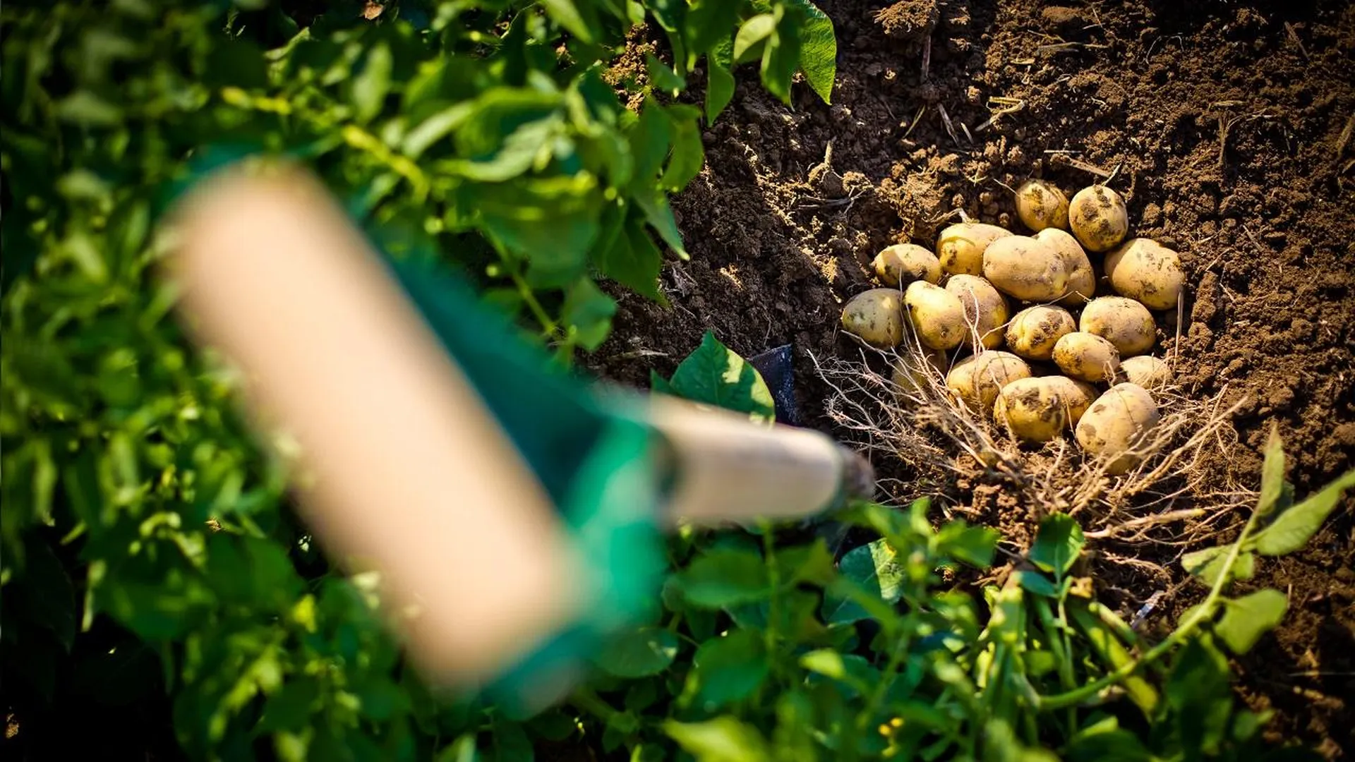 Первый урожай картофеля. Урожай картошки. Копать картошку. Удобрения в лунки для картофеля. Картофель в земле.