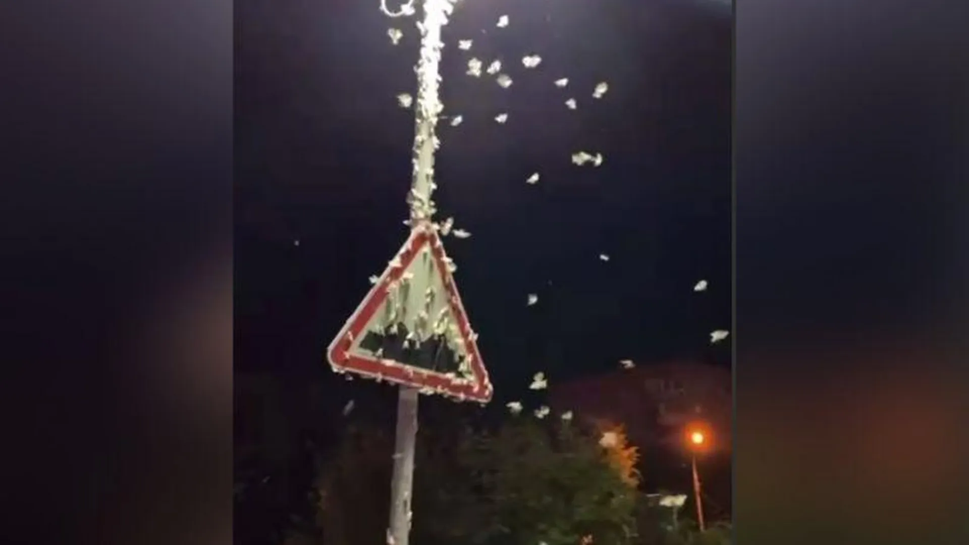 Полчища ночных мотыльков запечатлели жители Орехово-Зуево