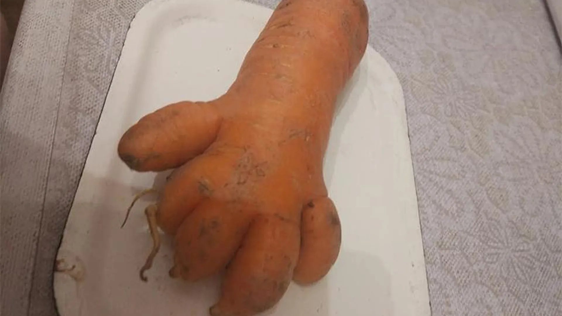 Садовод из Можайска нашла в прошлогоднем урожае руку-морковь 