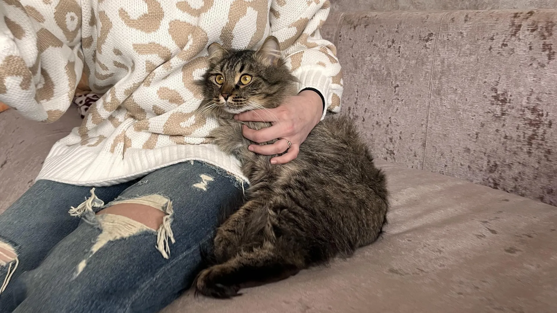 Зоозащитница из Шаховской начала поиски нового дома для спасенного кота