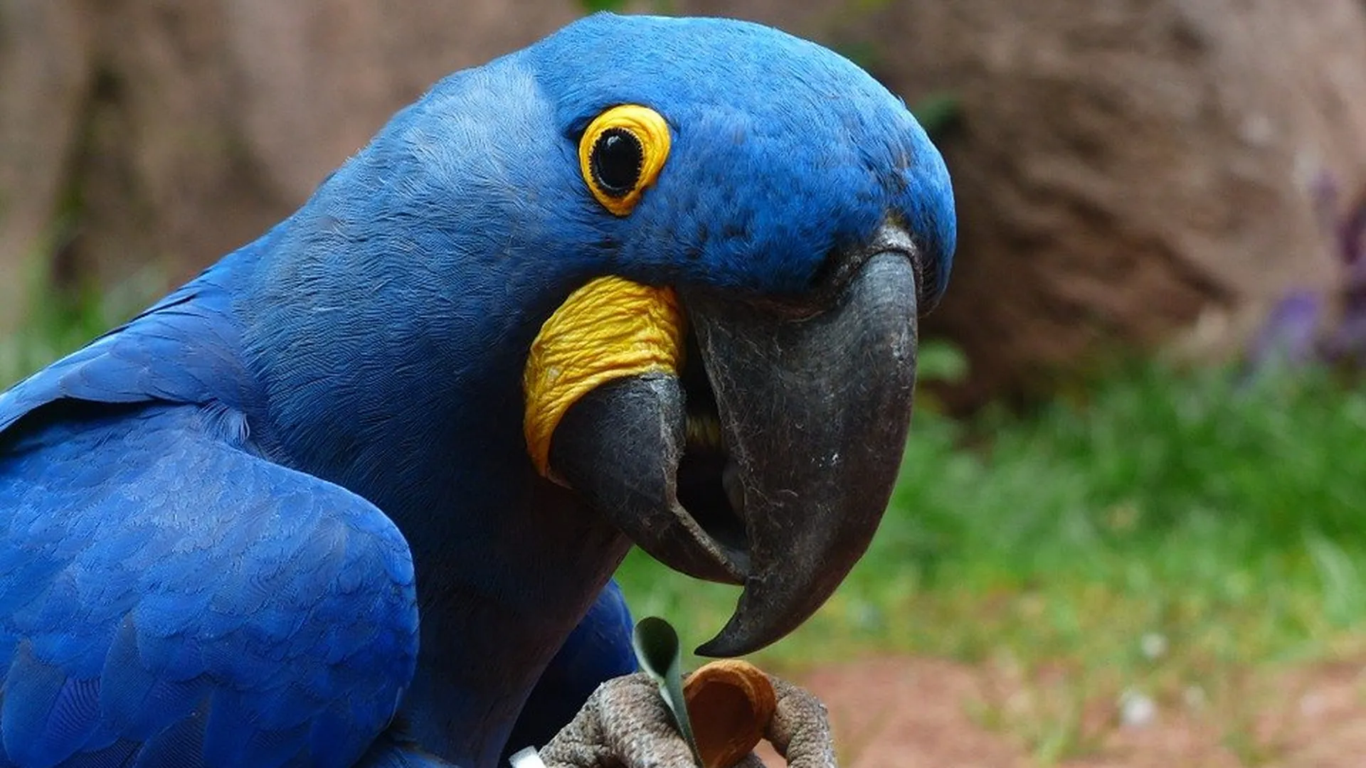 Попугаев-сквернословов на время отстранили от «работы» в британском зоопарке