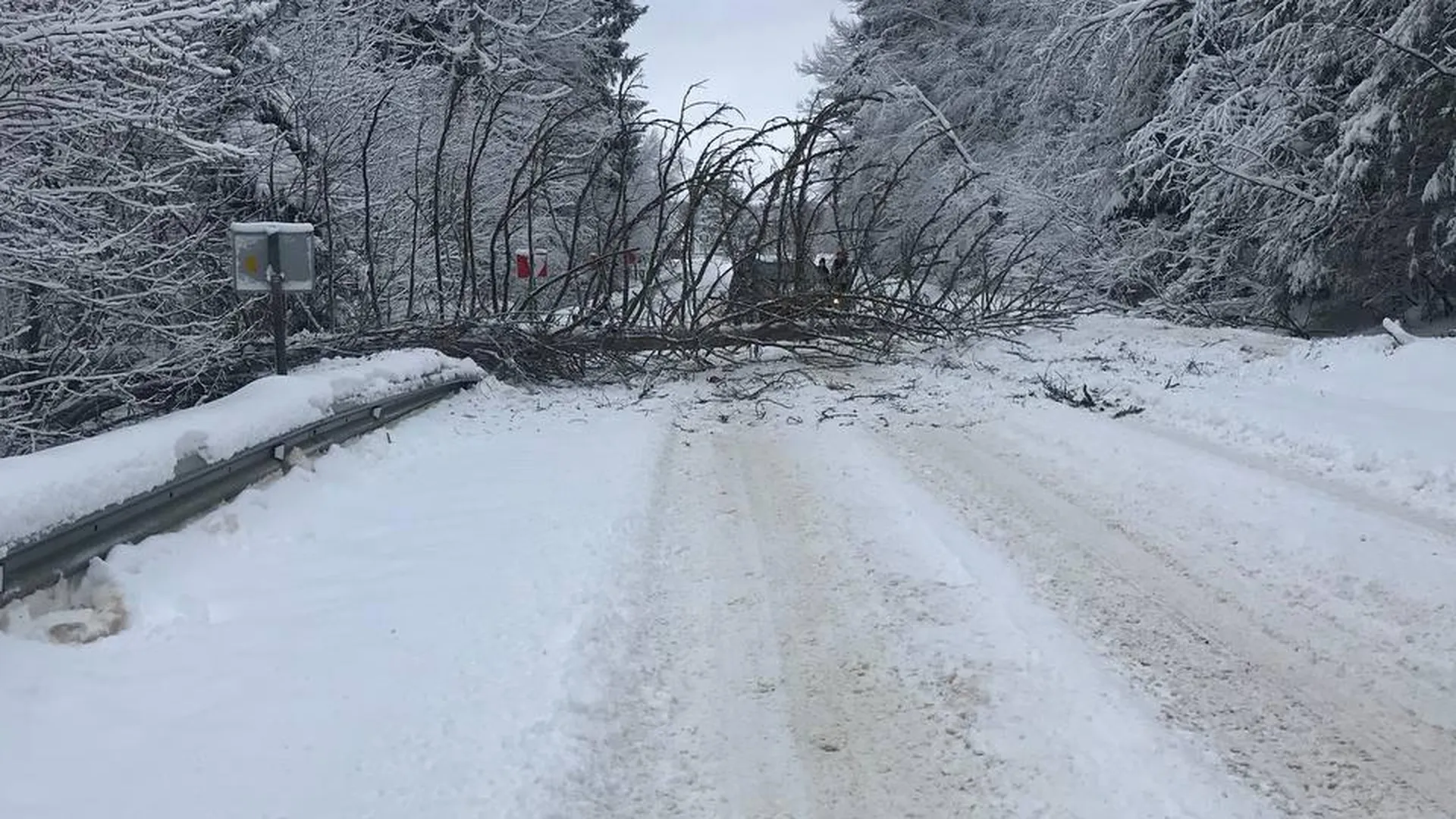 Дерево рухнуло на проезжую часть в Солнечногорске из-за непогоды