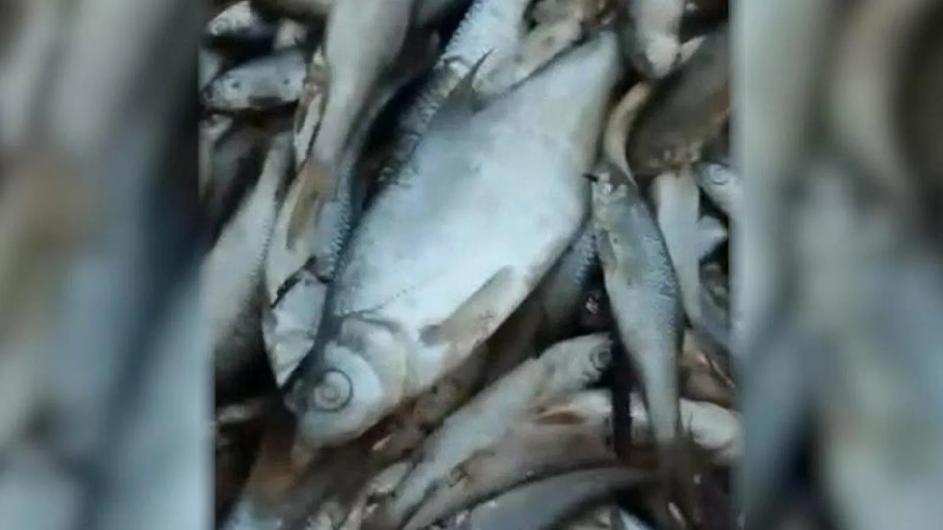 Тонны мертвой рыбы обнаружили на озере Бисерово
