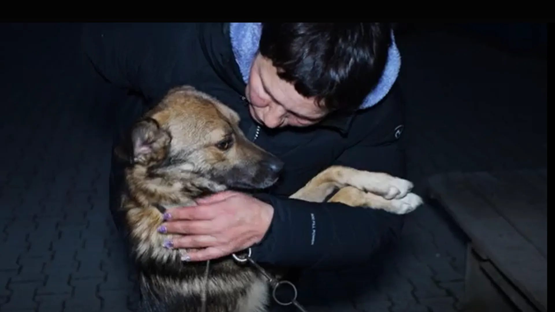 Раненые и брошенные. Владелица приюта для собак — о помощи животным в Донецке