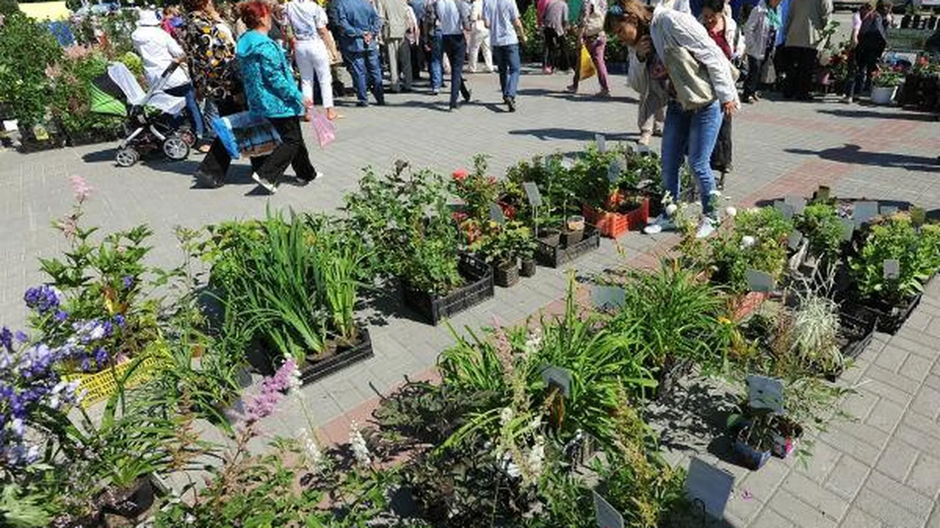 Садовые растения со скидкой можно будет приобрести на «Ценопаде» в Ивантеевке 