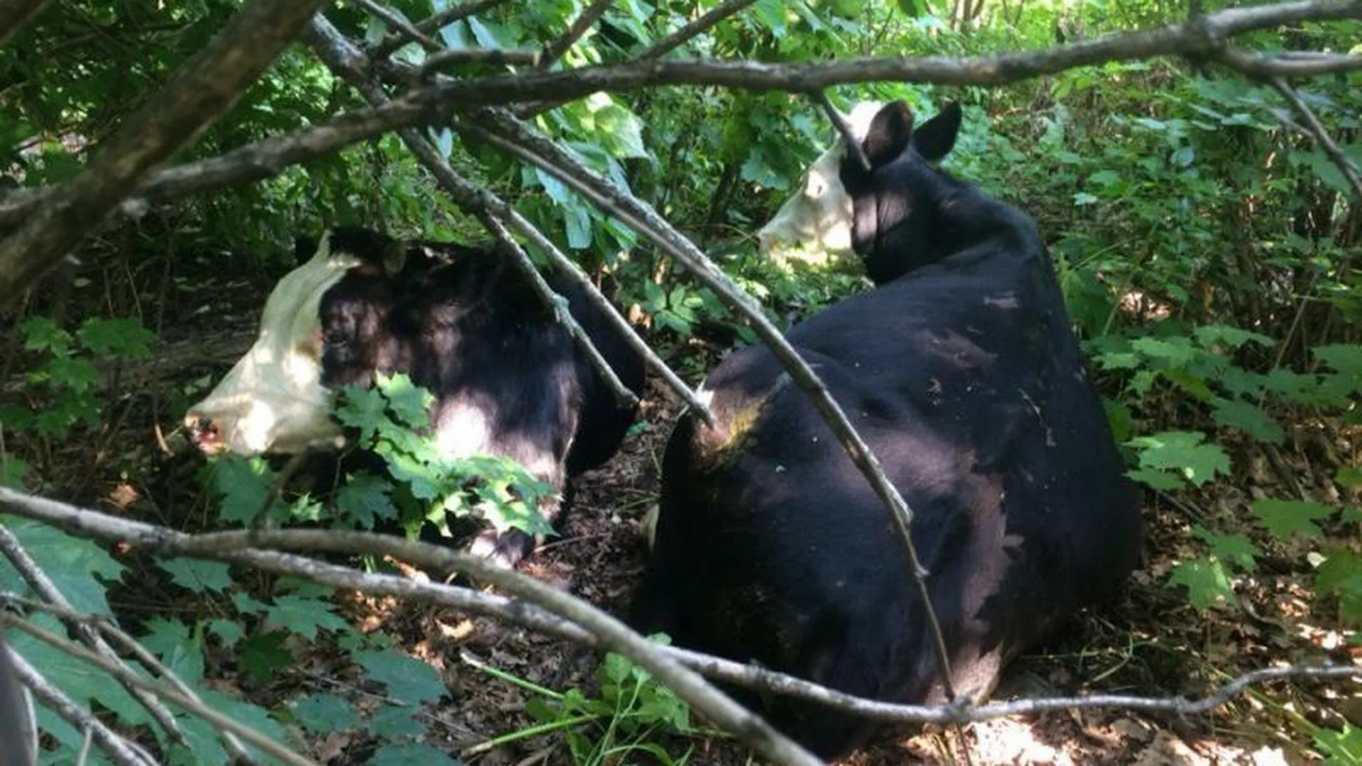 Коровий экшн в Пушкино: там нашли хозяйку бесхозных коров, но потеряли самих животных