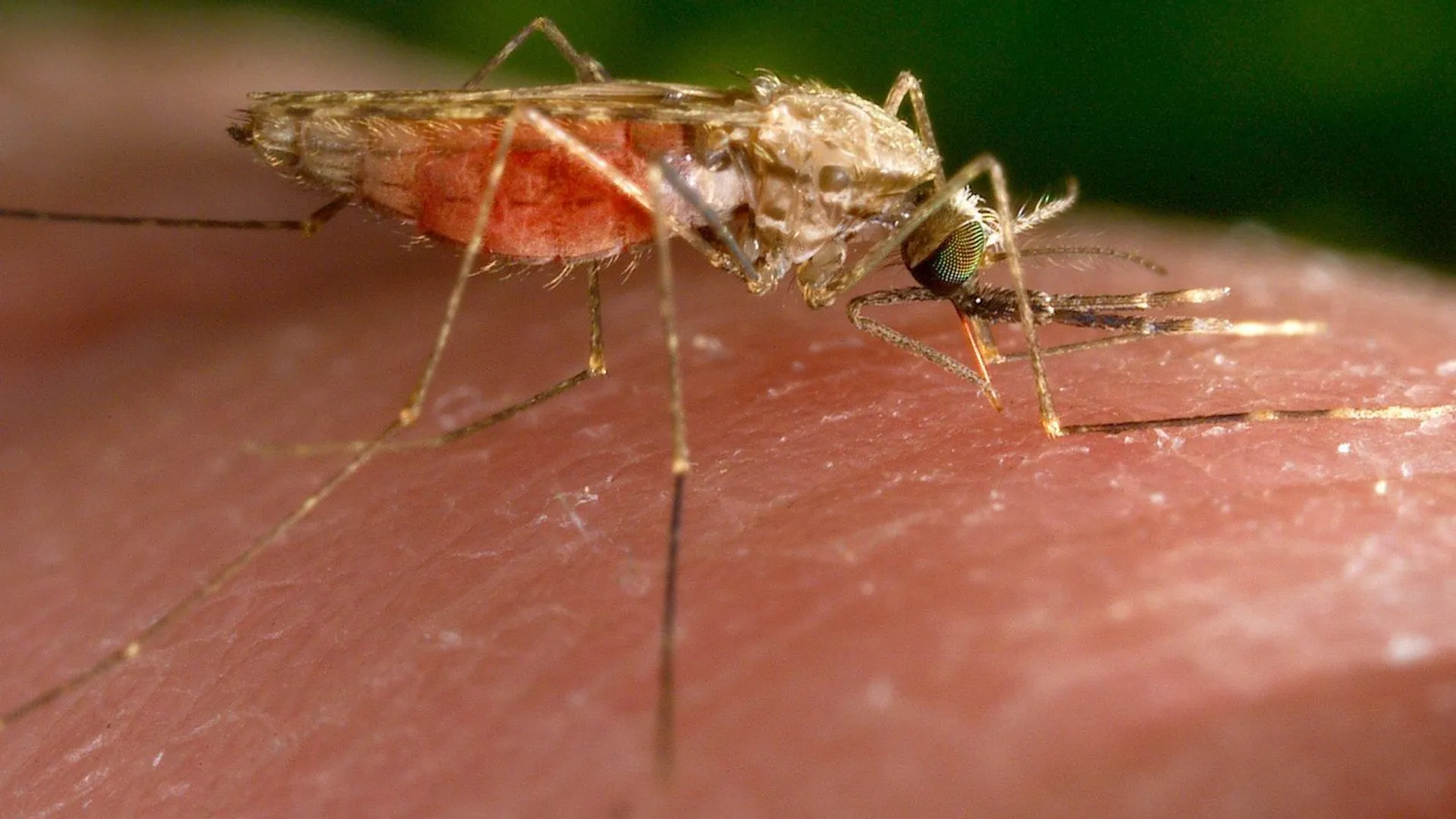 Малярией можно заразиться. Малярийный Москит анофелес. Малярийный комар большой. Малярийный комар кусается.