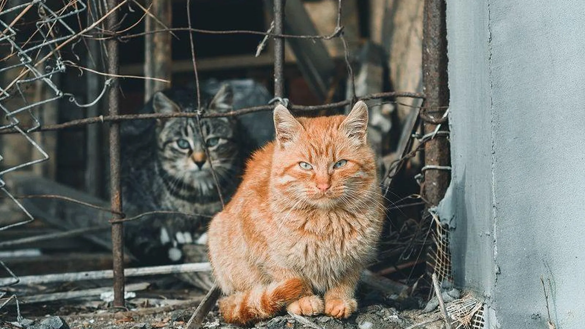 Массовое отравление кошек случилось в Котельниках