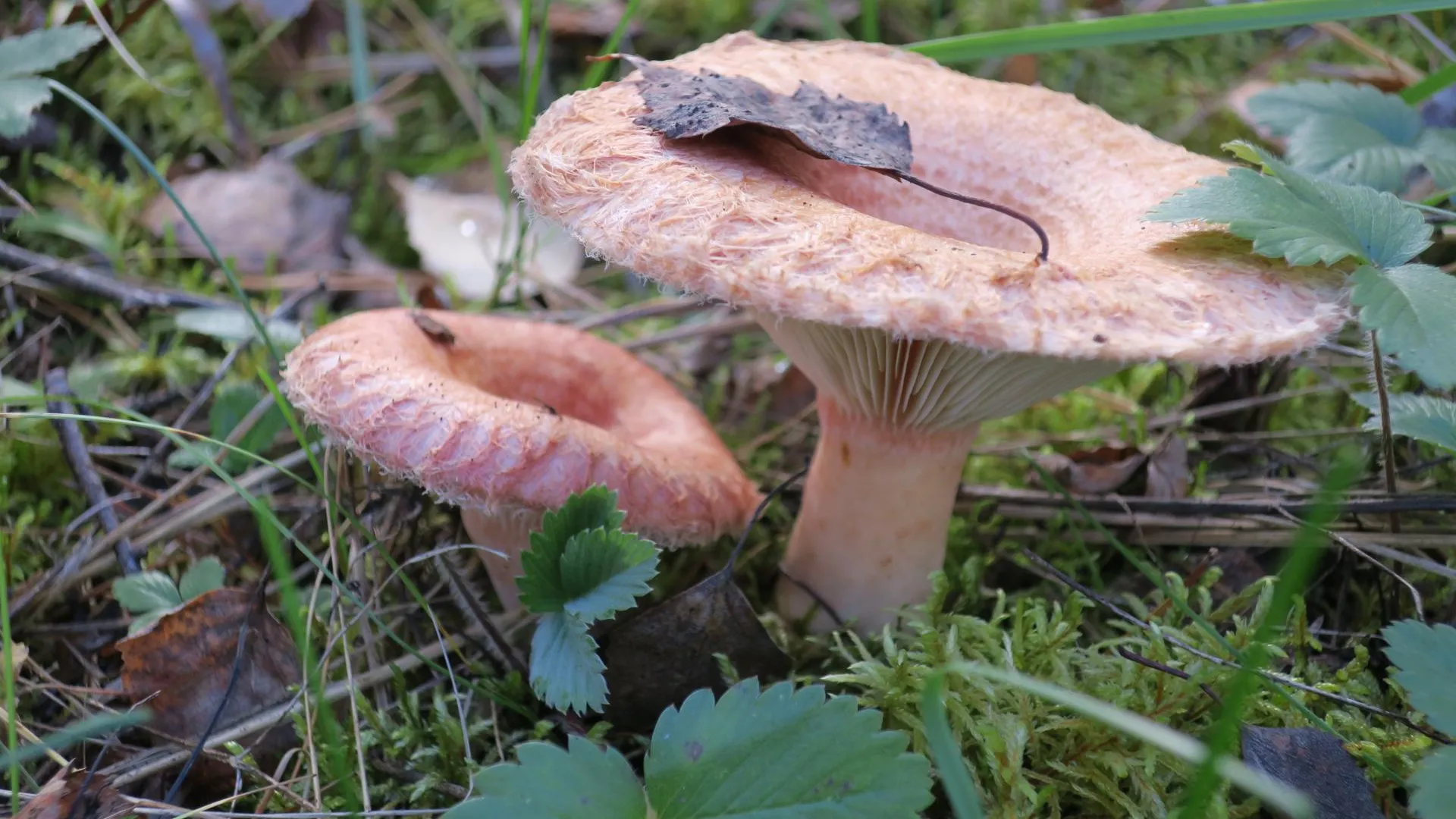 Миколог Вишневский рассказал, опасны ли первые весенние грибы