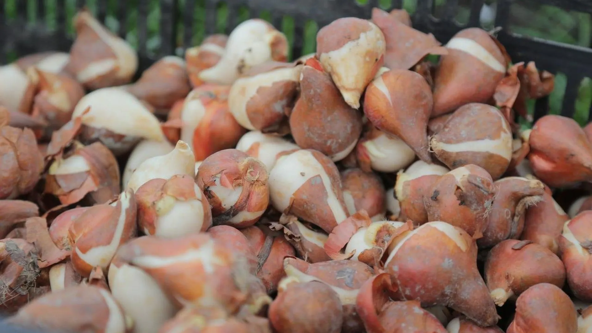 В Коломенском округе высадили 40 тысяч луковиц тюльпанов