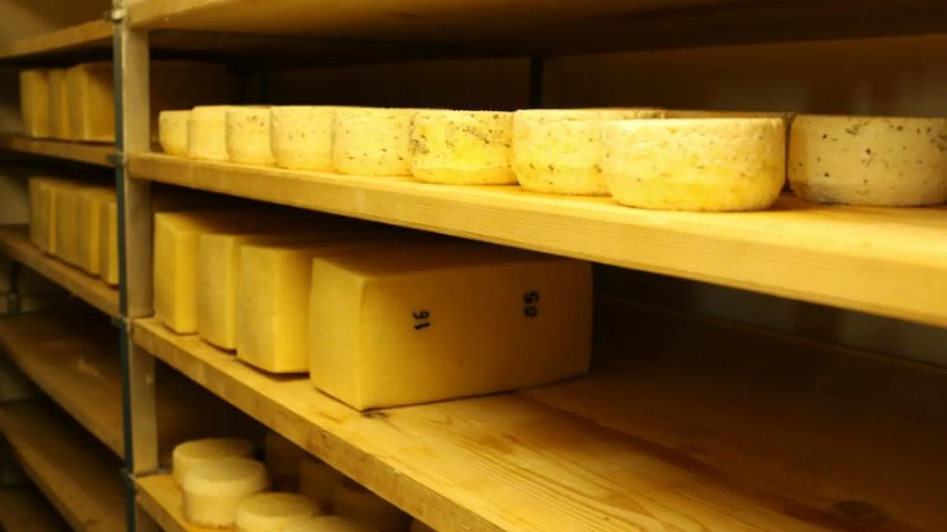 Талдомский сыр будут производить в Подмосковье