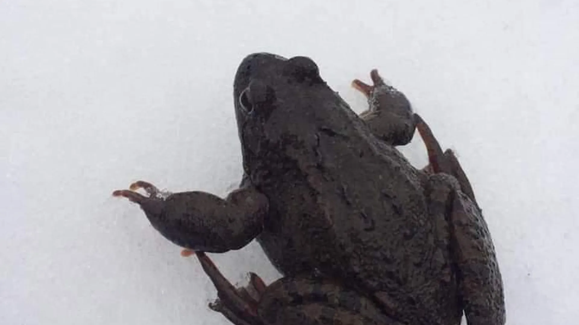 Удивительное явление: жаба с антифризом на замерзшем пруду Балашихи