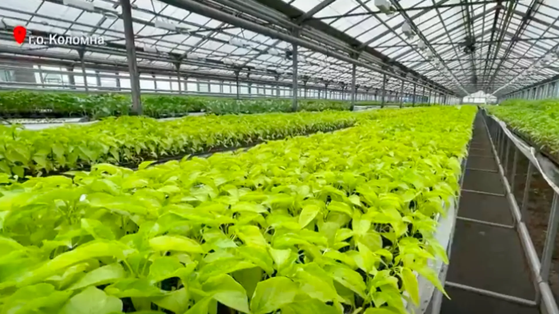 Около 80 новых сортов овощей вывел аграрий из Коломны