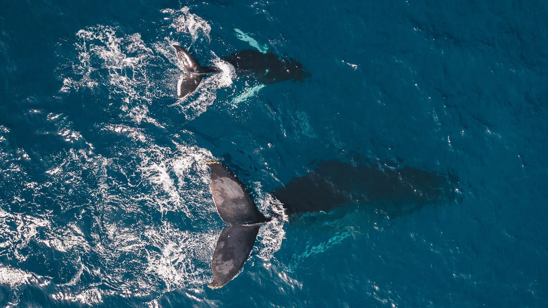 Огромного синего кита выбросило на берег в США