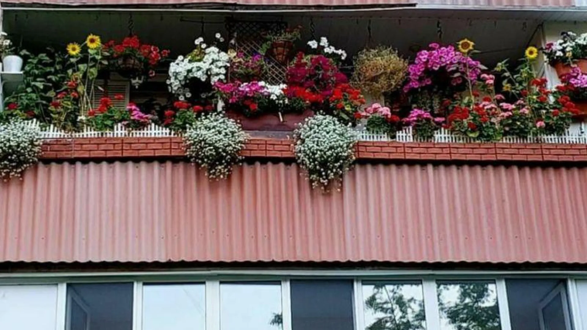 Райские кущи: цветущий балкон удивил прохожих в Краснознаменске