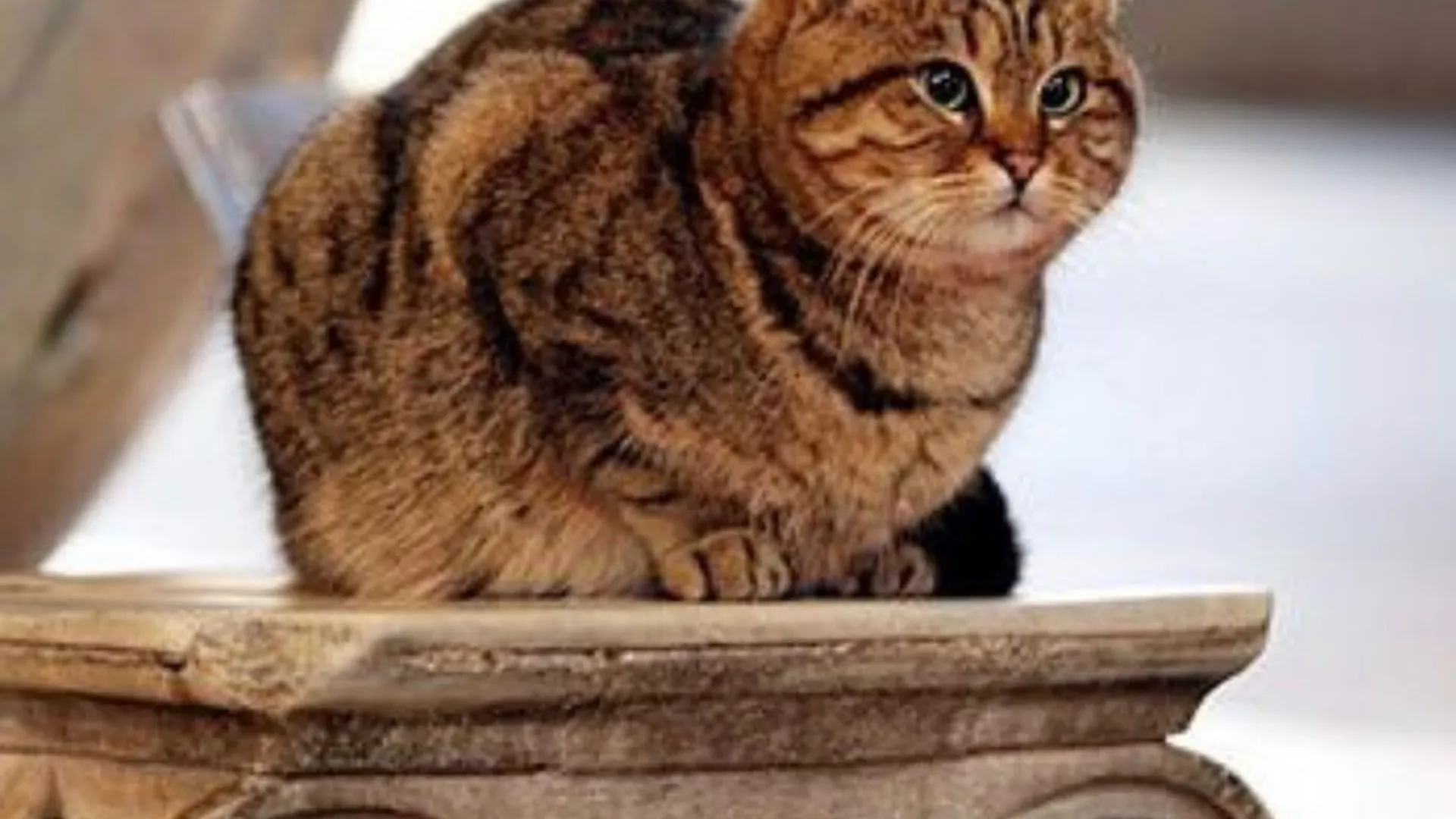 Живущую в Айя-Софии кошку Гли не станут выгонять из мечети