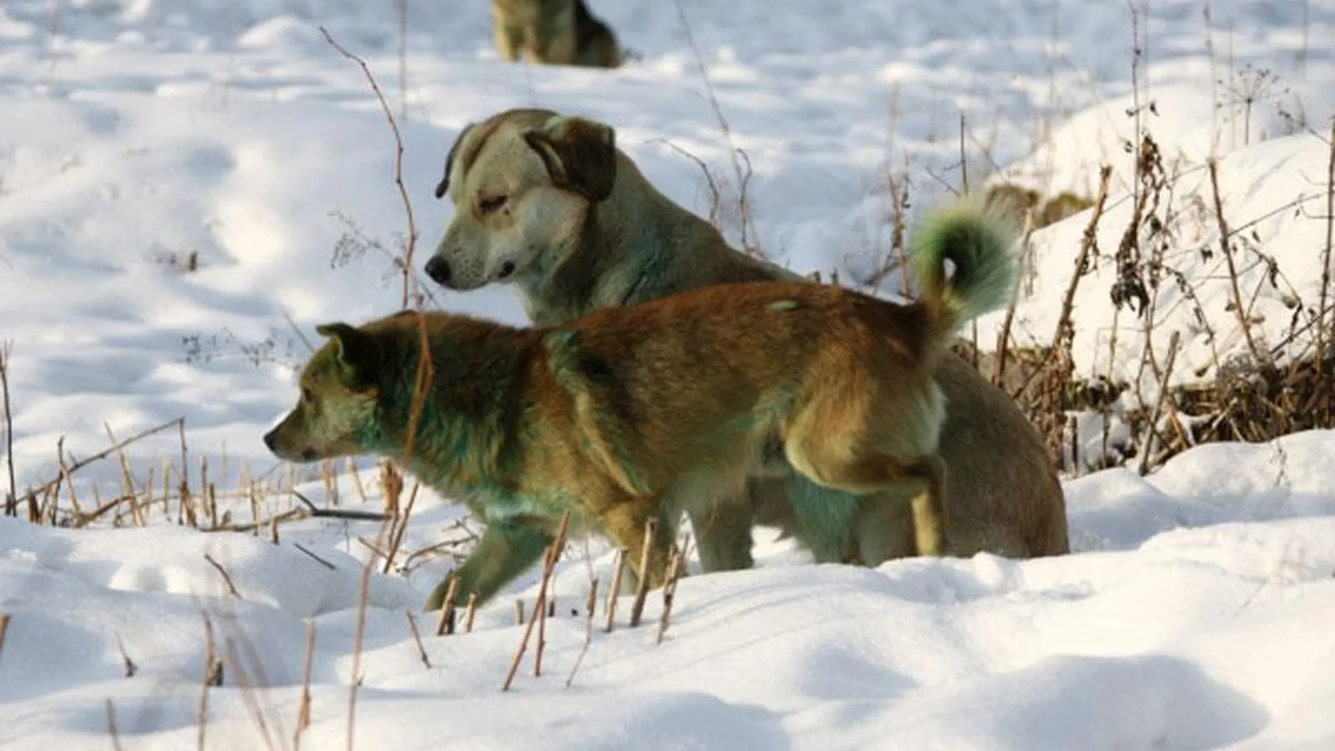 Бродячие собаки загрызли косулю и козу в Одинцовском районе