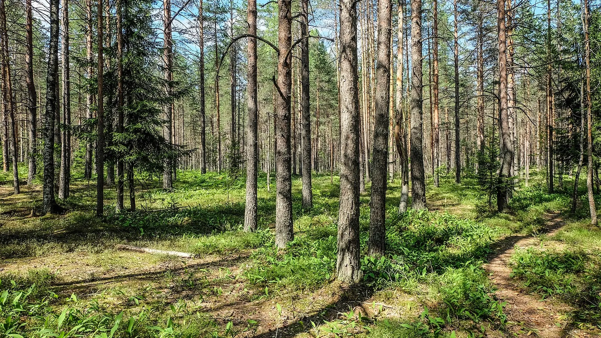 Грибовский лес