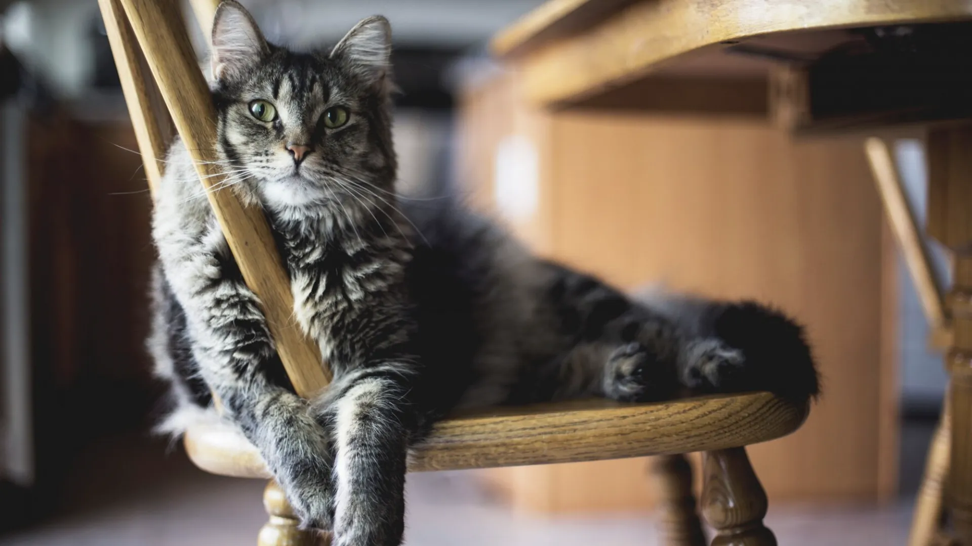 Ученые рассказали об опасности домашних кошек для здоровья пожилых людей