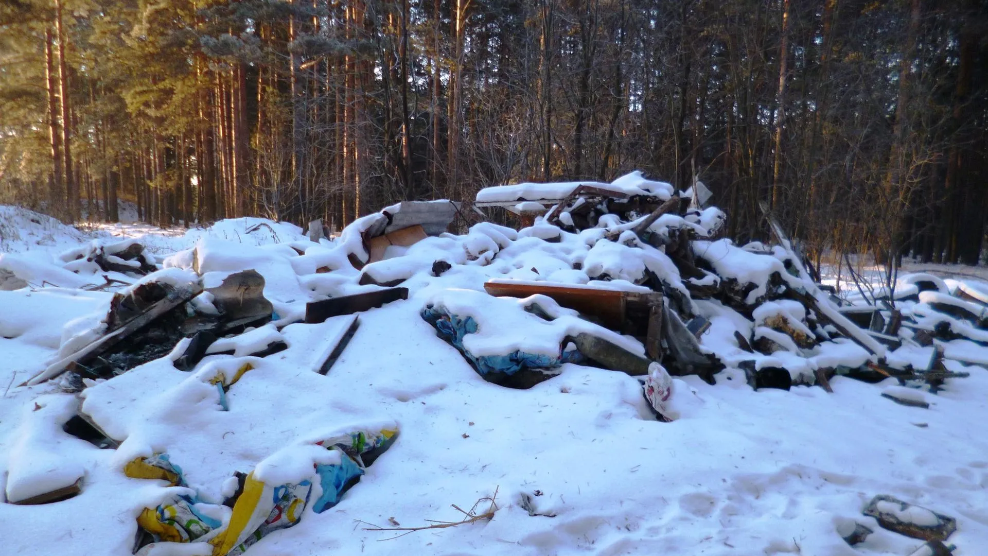 Почти двести миллионов рублей направят на уборку мусора в лесах Подмосковья