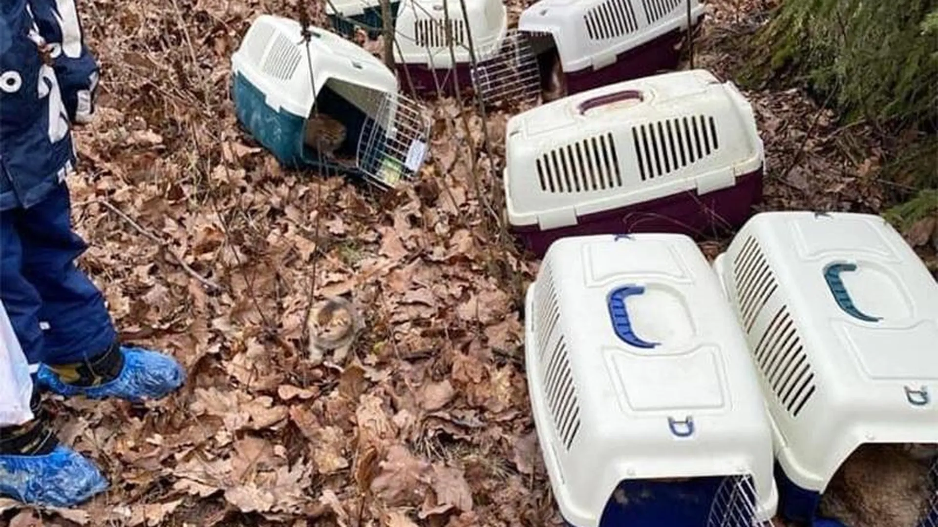 Почти 30 породистых котят, выброшенных в лесу под Щелково, обрели новый дом