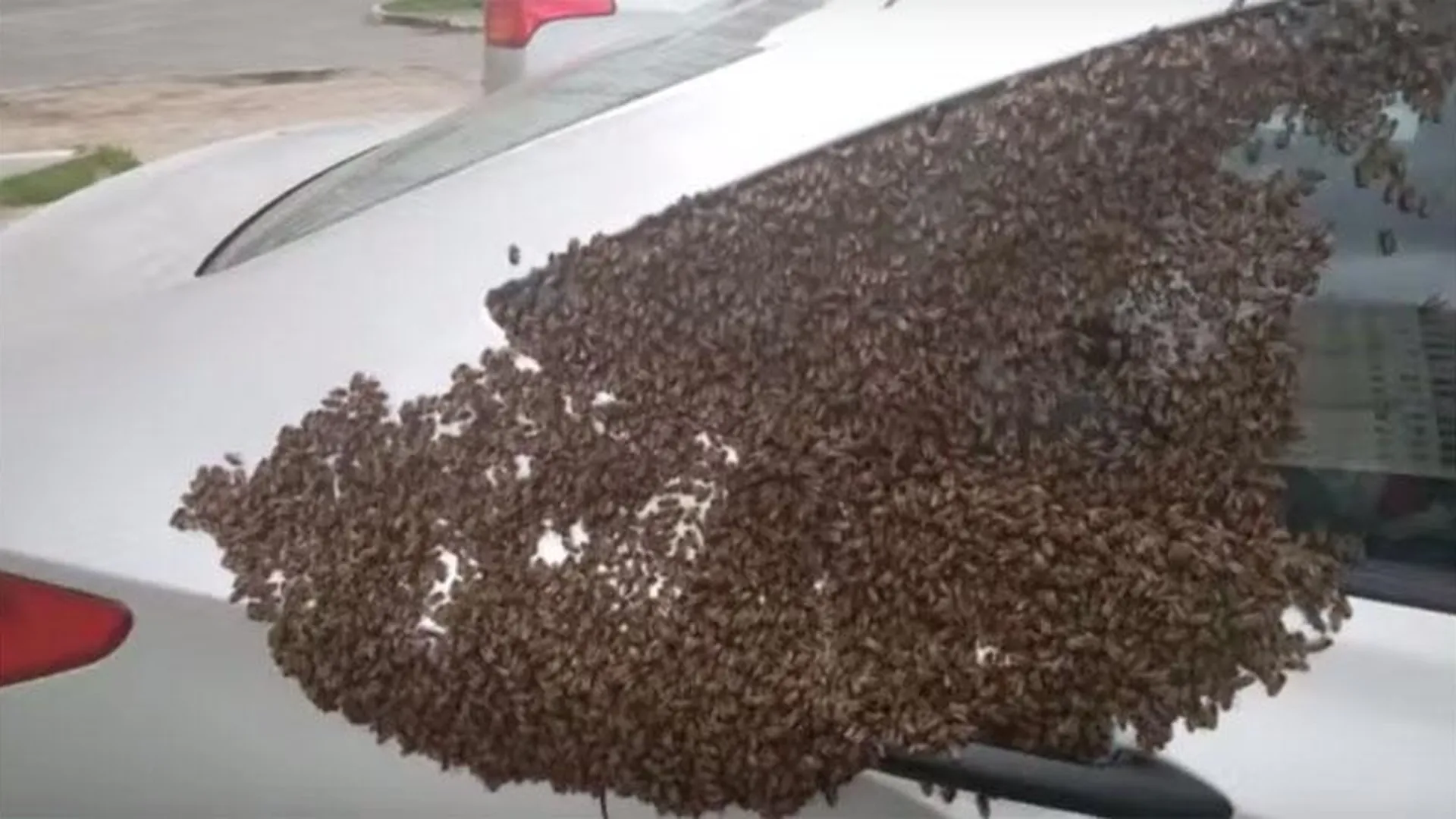 Пчелиный рой напал на иномарку в Красногорске