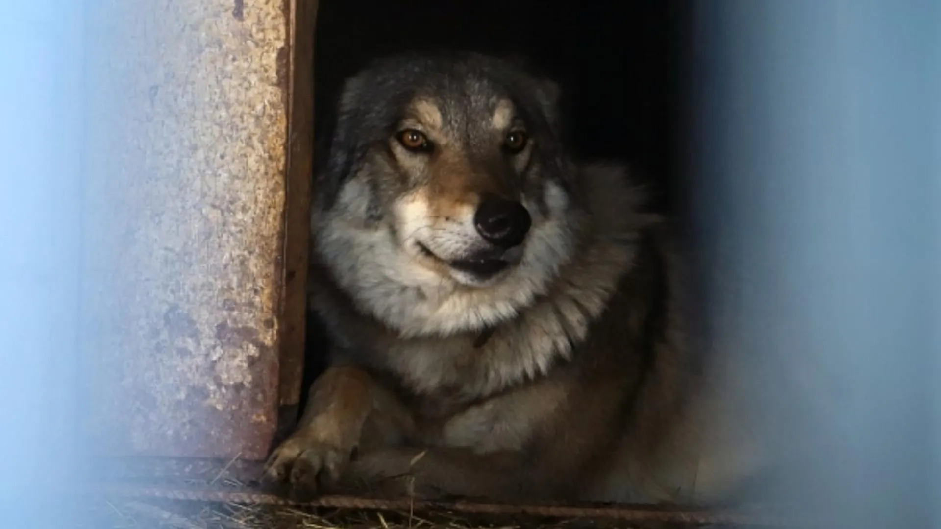 Александр Толмачев вмешался в ситуацию с жестоким обращением с животными на зообазе в Ногинске