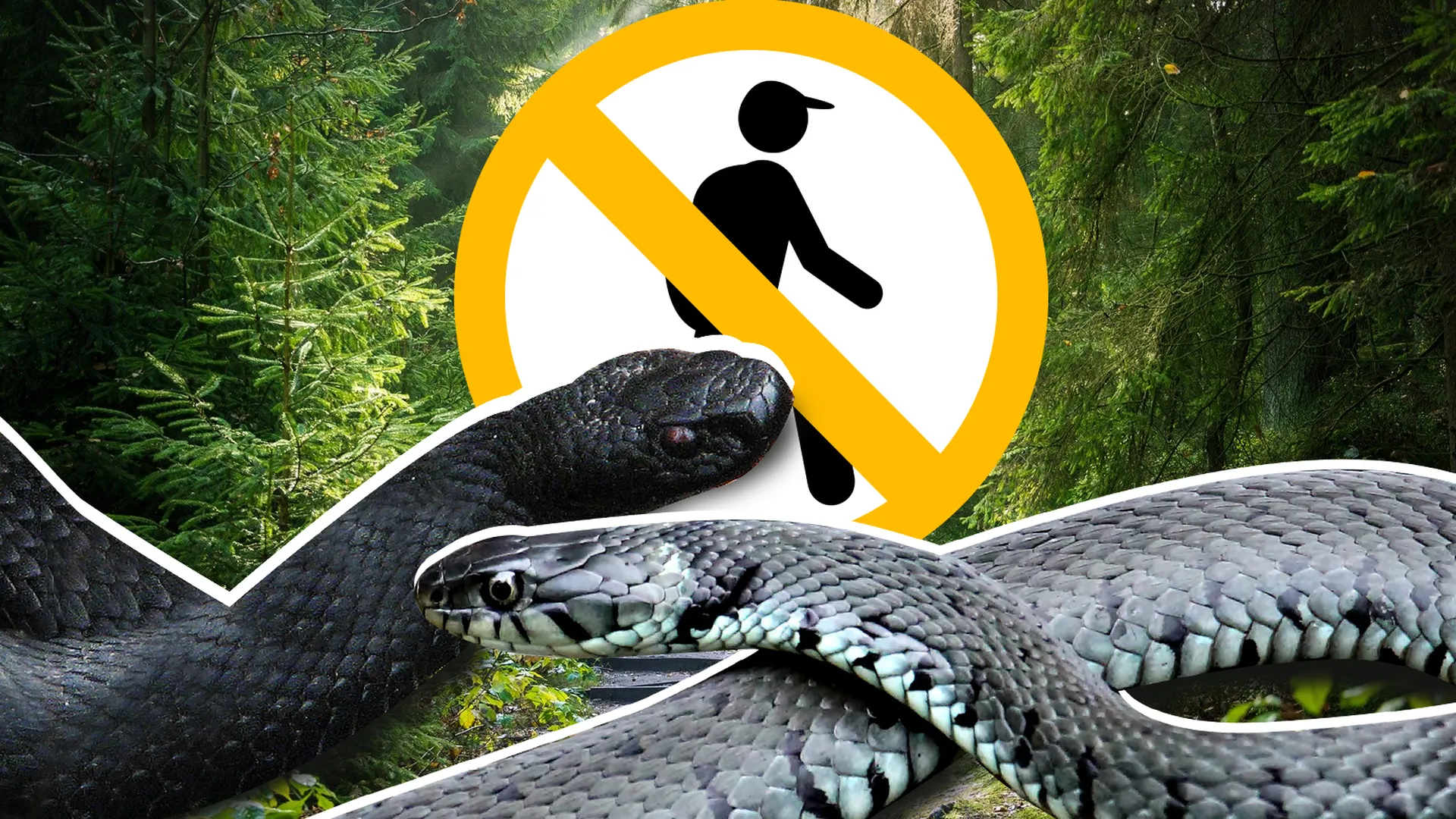 Про змеиный. Опасные змеи в лесу. Миграция змей. Про змей для детей.