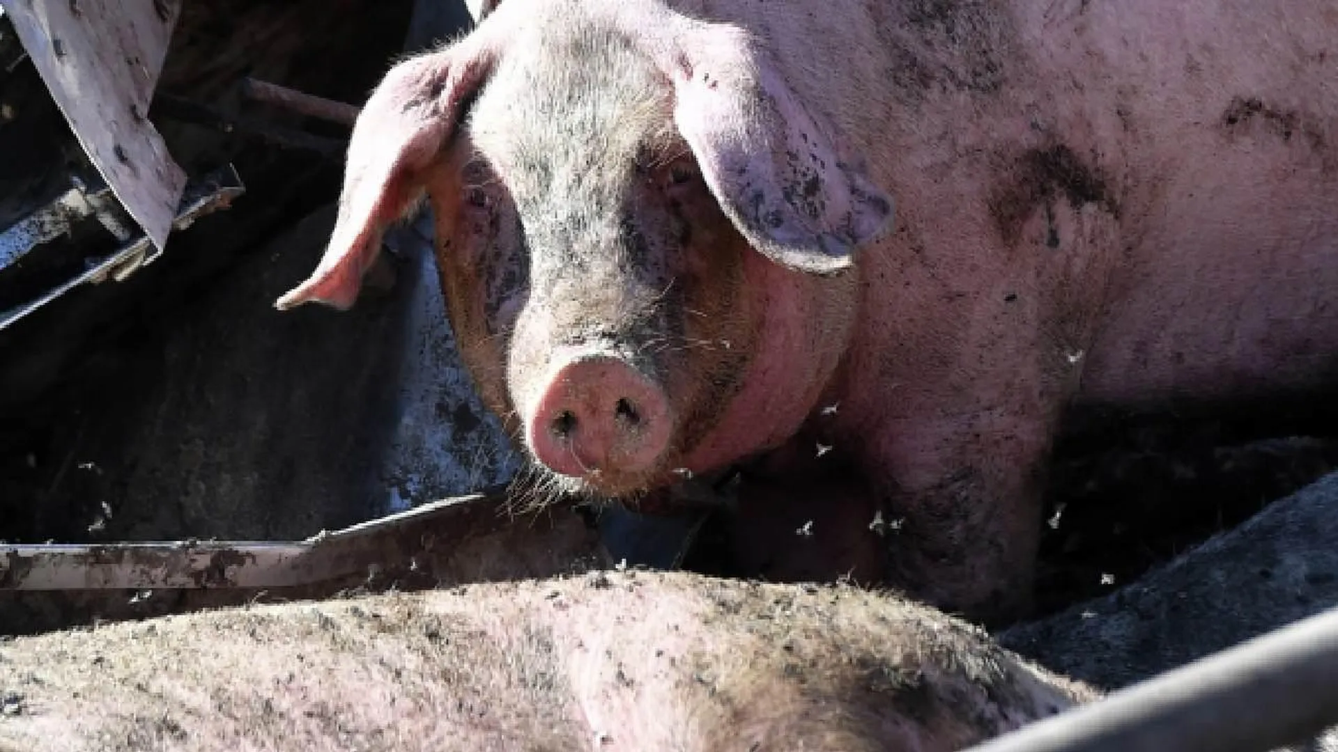 В Черногорске по городу снова бегает свинья, но уже без политических лозунгов на теле