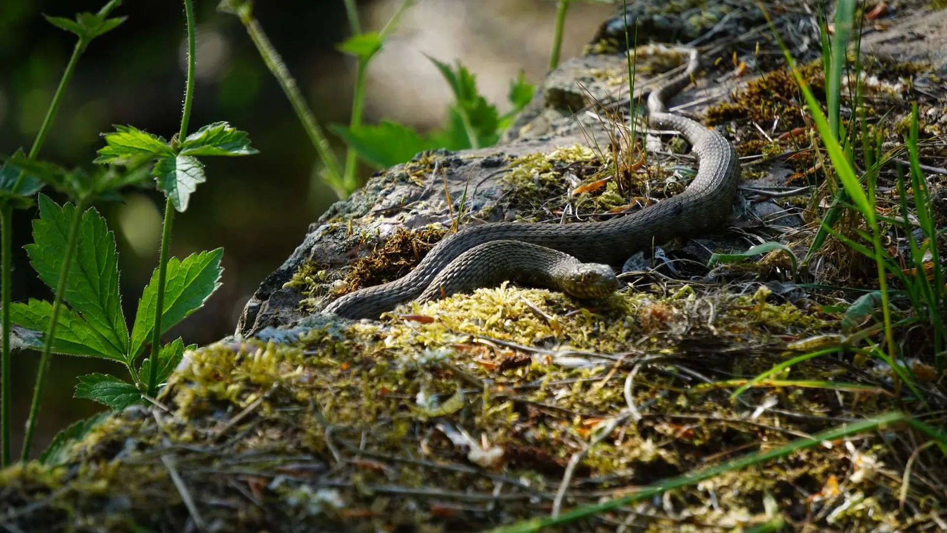 Змеи активизировались в лесах Подмосковья из-за жары | 360°
