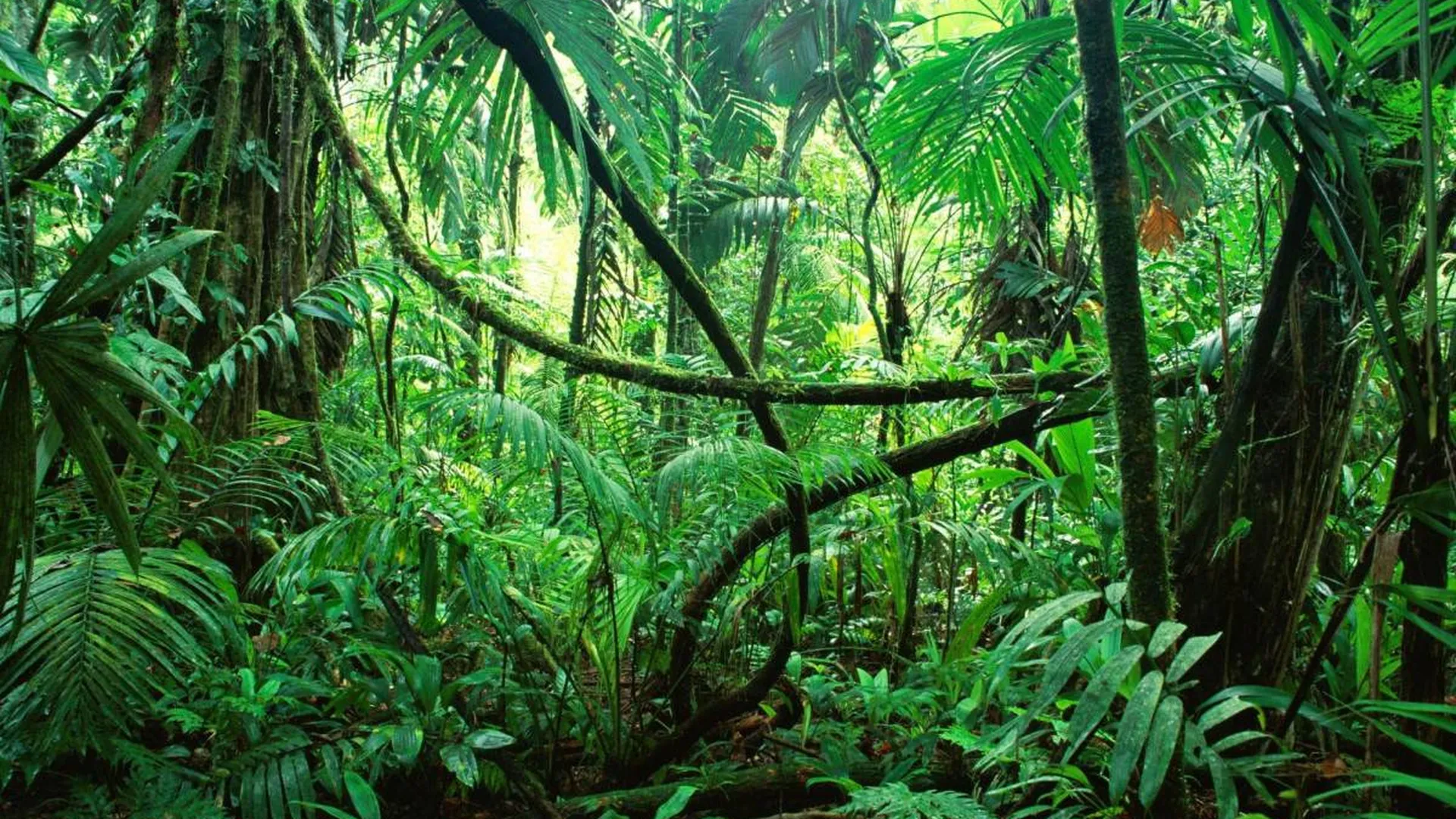 Южная Америка Сельва лианы. Тропические леса Суматры. Биом тропический лес. Экваториальный лес Африки. Влажные экваториальные тропические леса животные