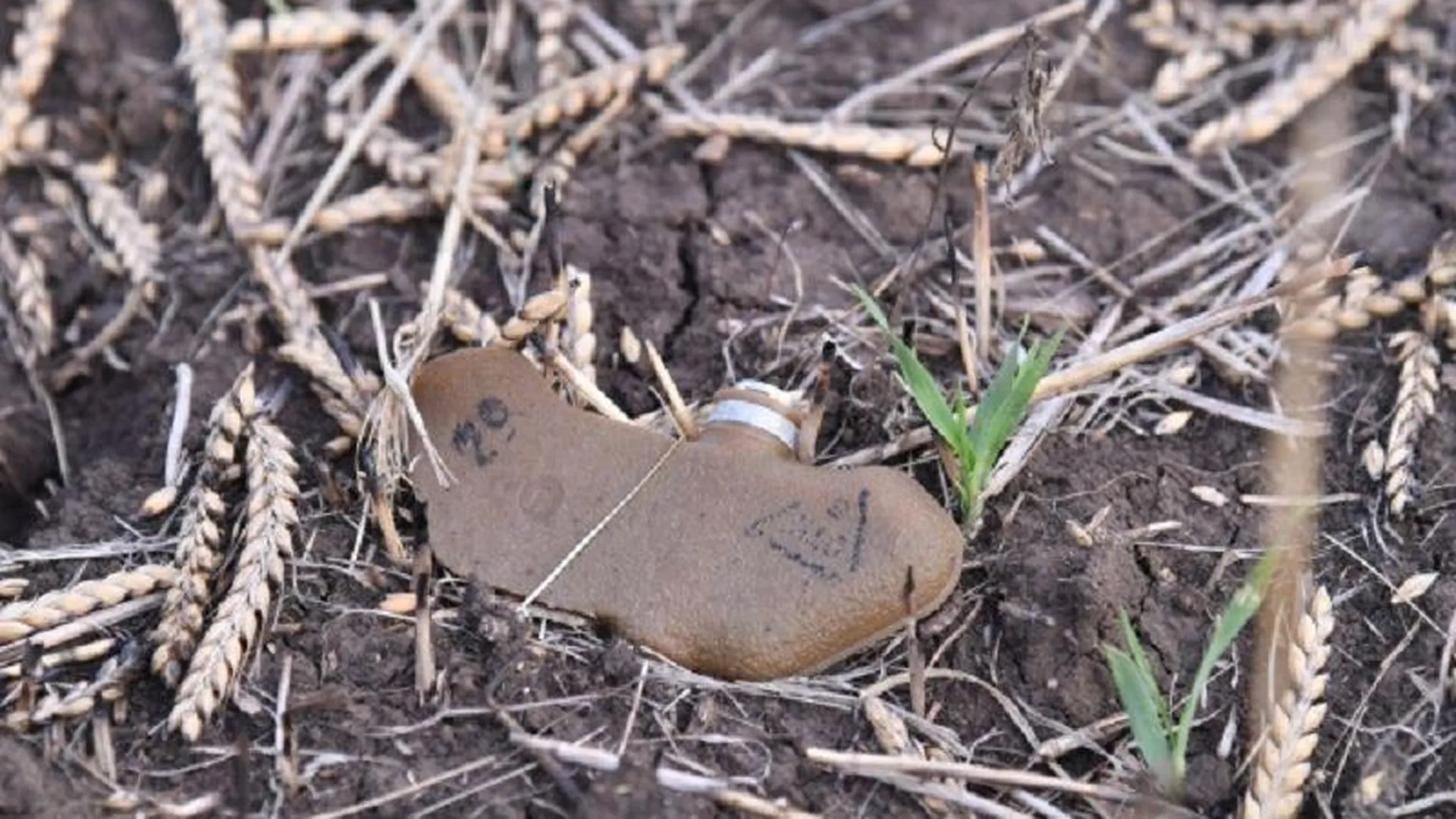 СМИ: из-за разбросанных по Изюму мин «Лепесток» погибли 11 человек