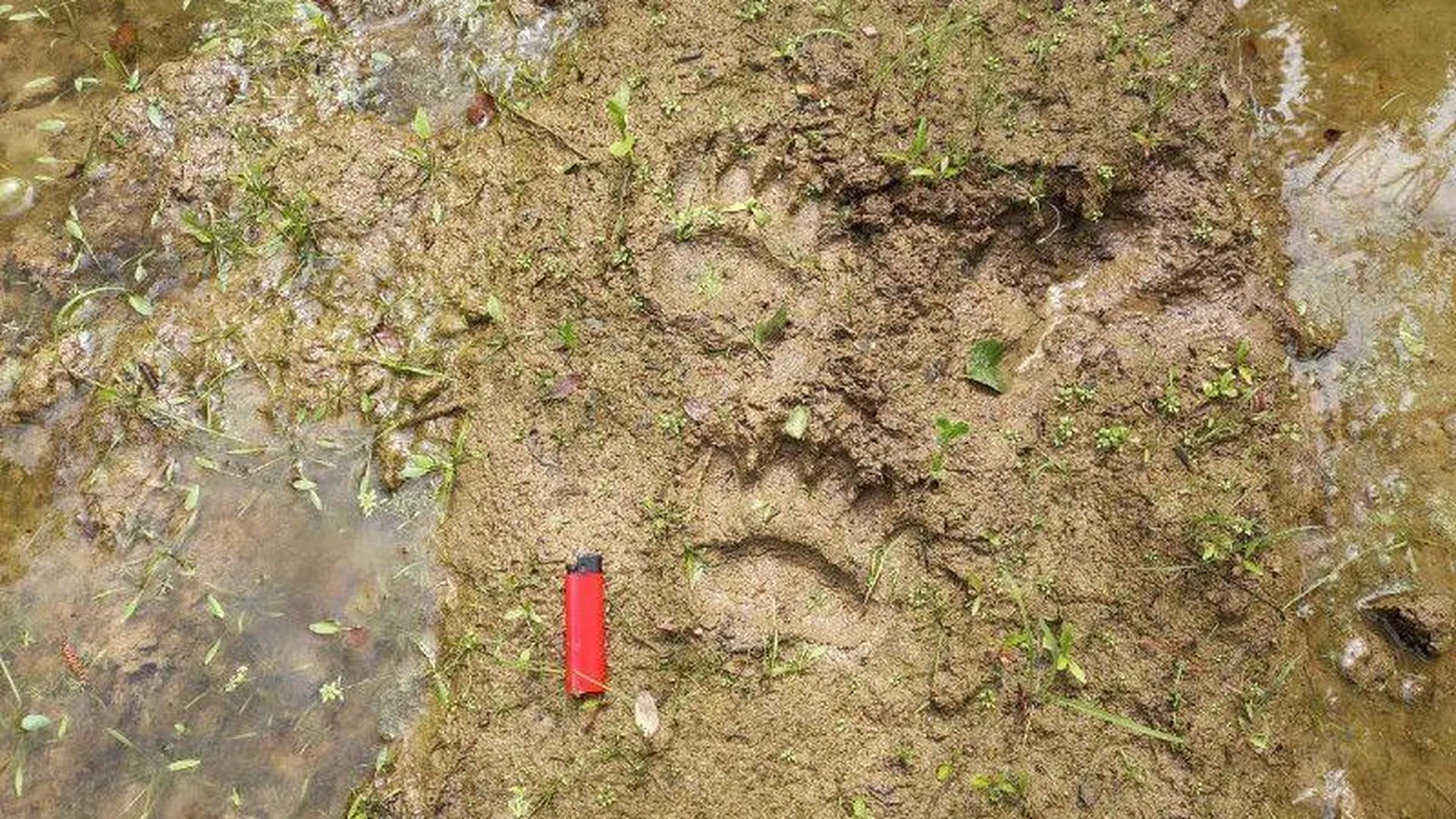 В лесу Подмосковья обнаружили следы медведицы