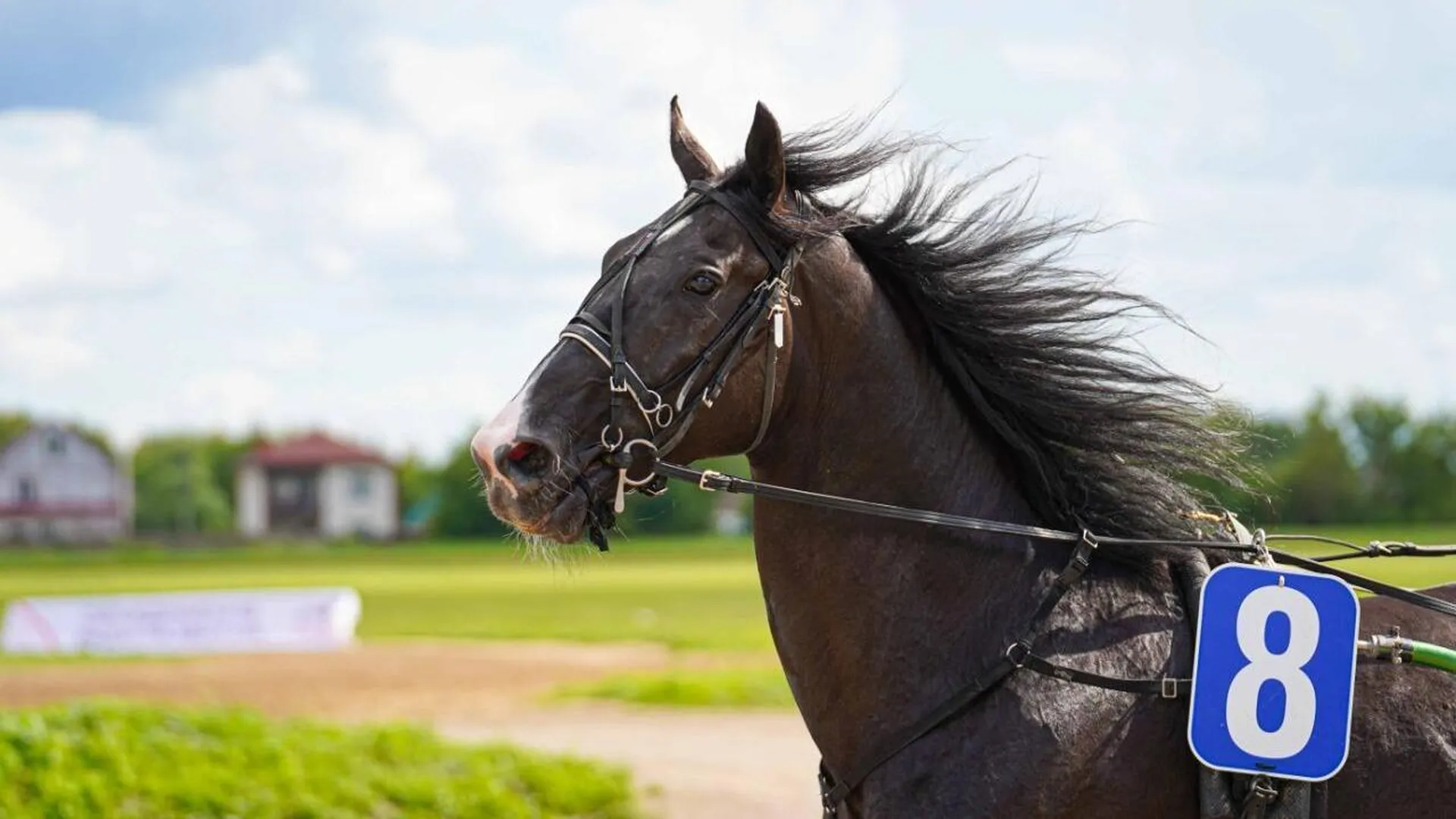 В Подмосковье впервые пройдут скачки племенных лошадей на Кубок губернатора