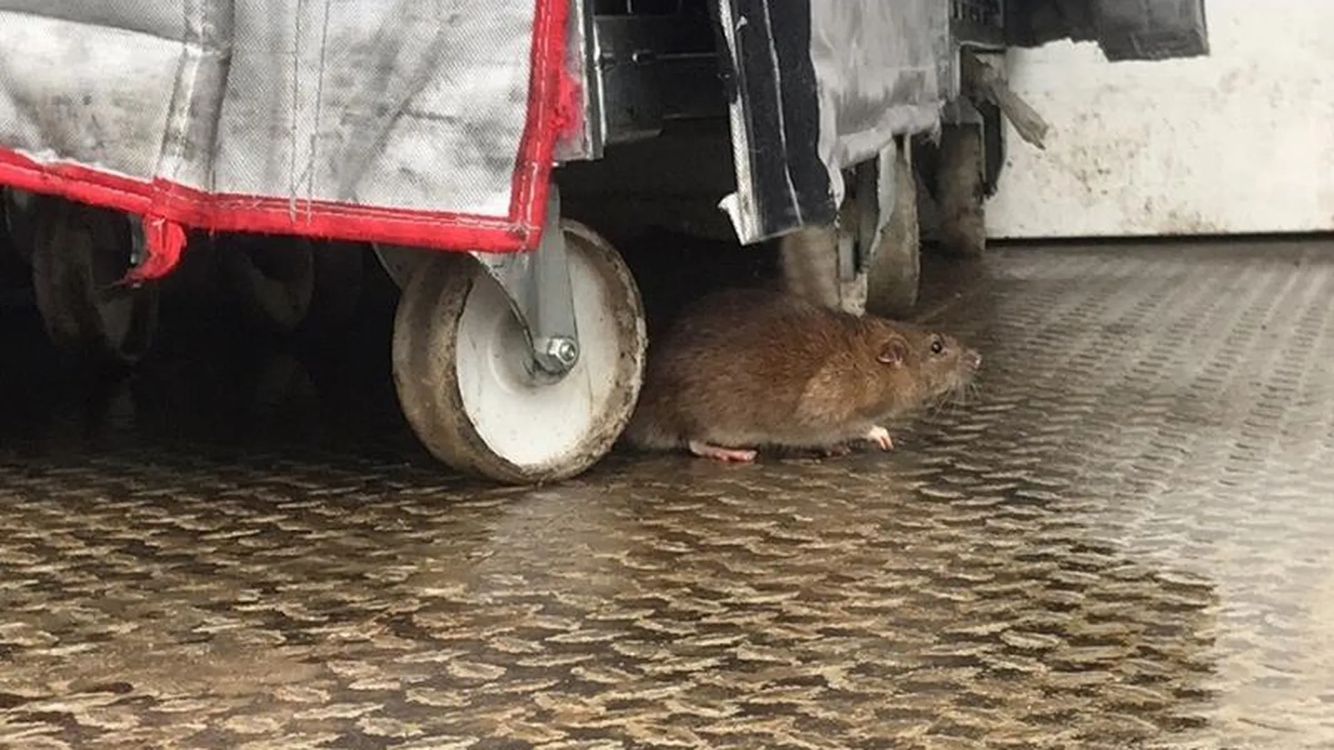 Стая жирных крыс атаковала помойку у магазина «Магнит» в Одинцово