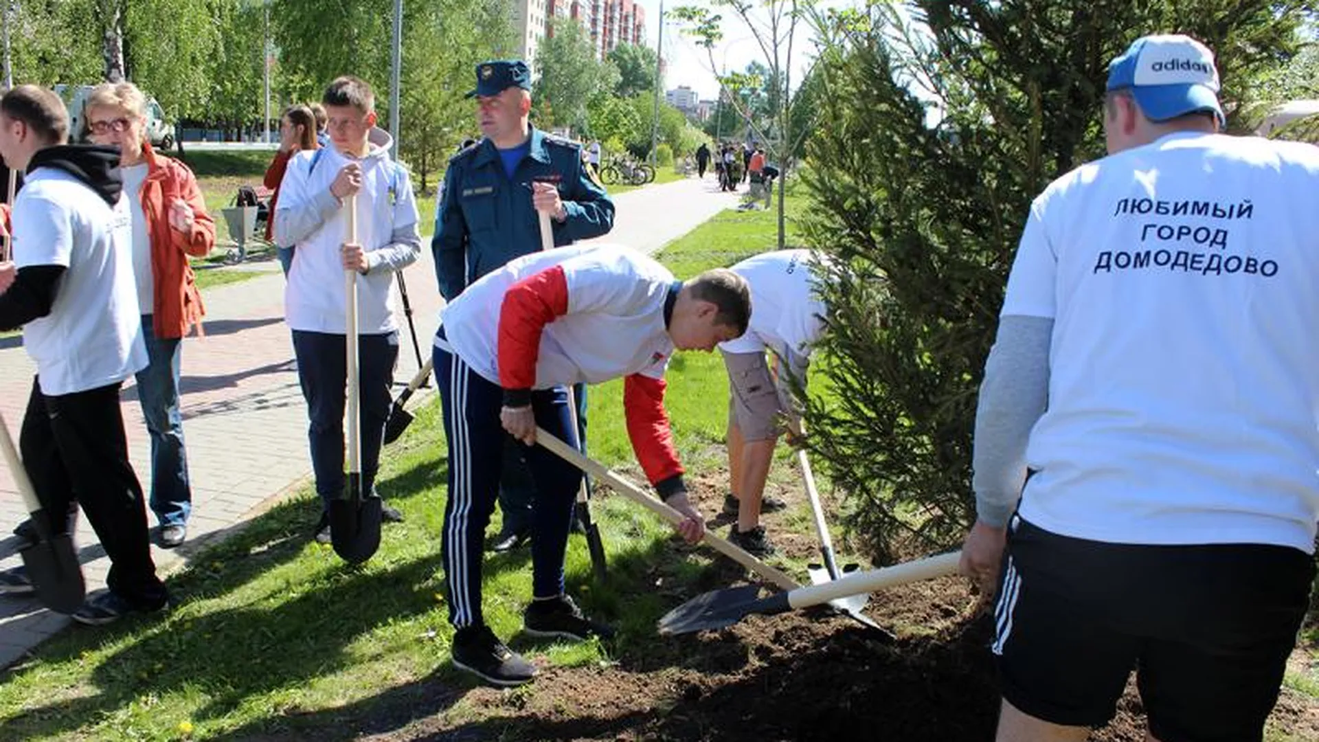 Более 1300 жителей Домодедово приняли участие в акции «Лес Победы»