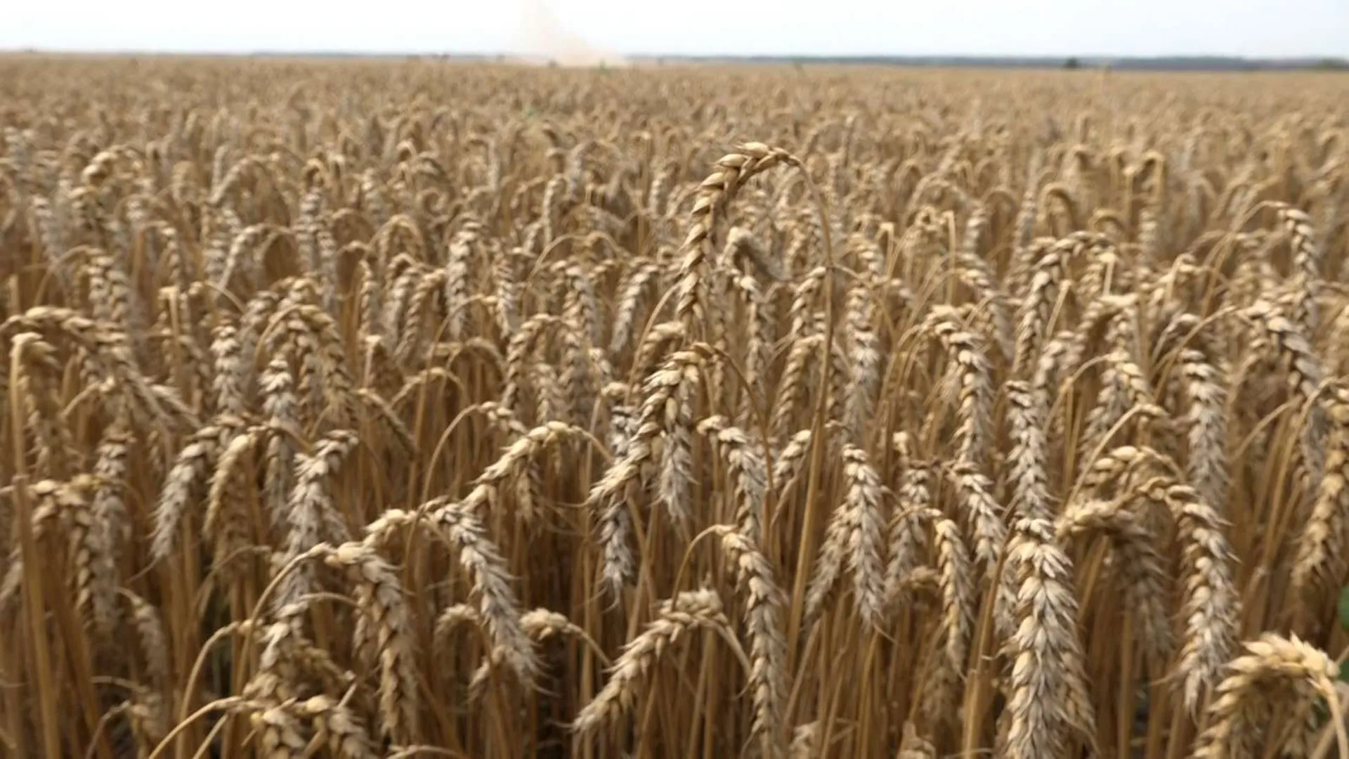 Компания из Щелкова установила рекорд России по уборке пшеницы